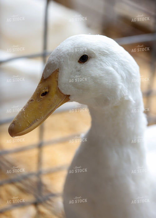 Showing Ducks 160124