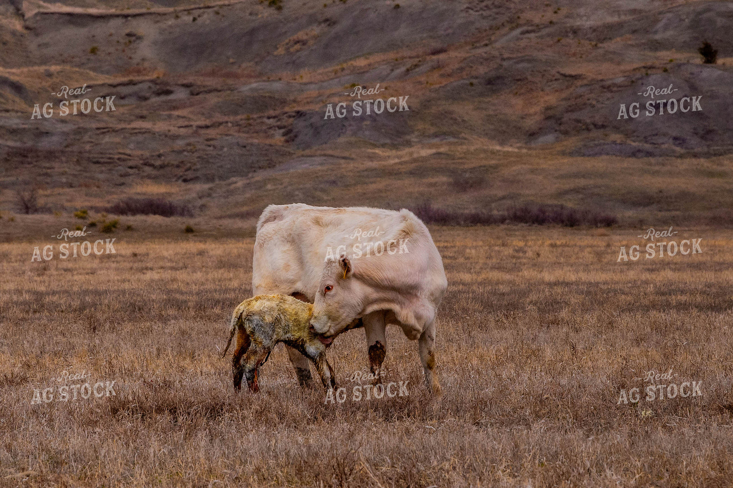 Charolais Cow Calf Pair 299053