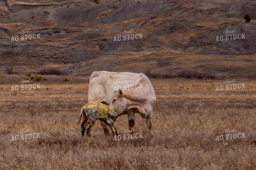 Charolais Cow Calf Pair 299053
