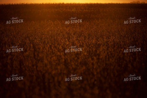Soybeans - Dry 1616