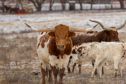 Longhorn Cattle 162017