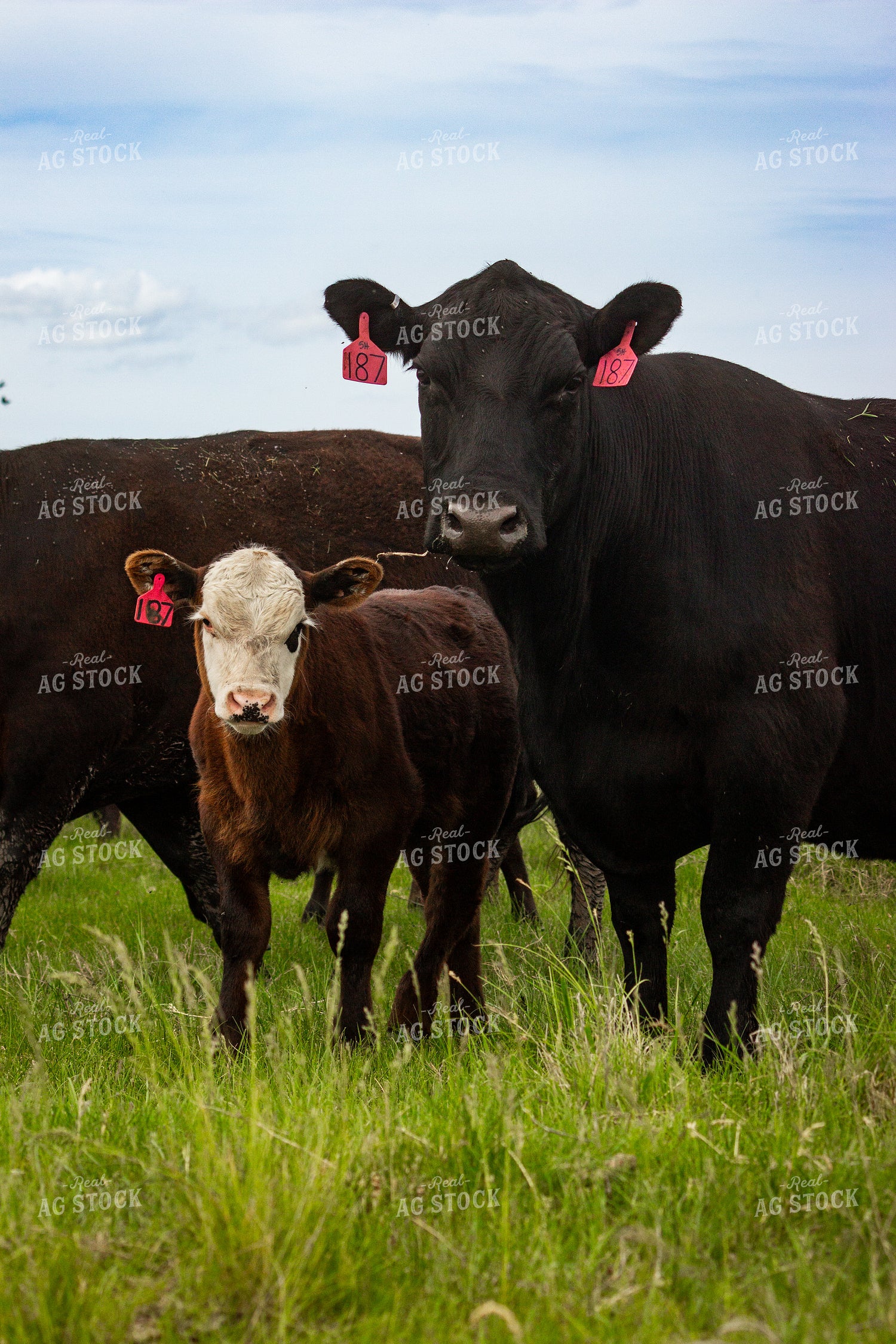 Angus Cow Calf Pair 155205