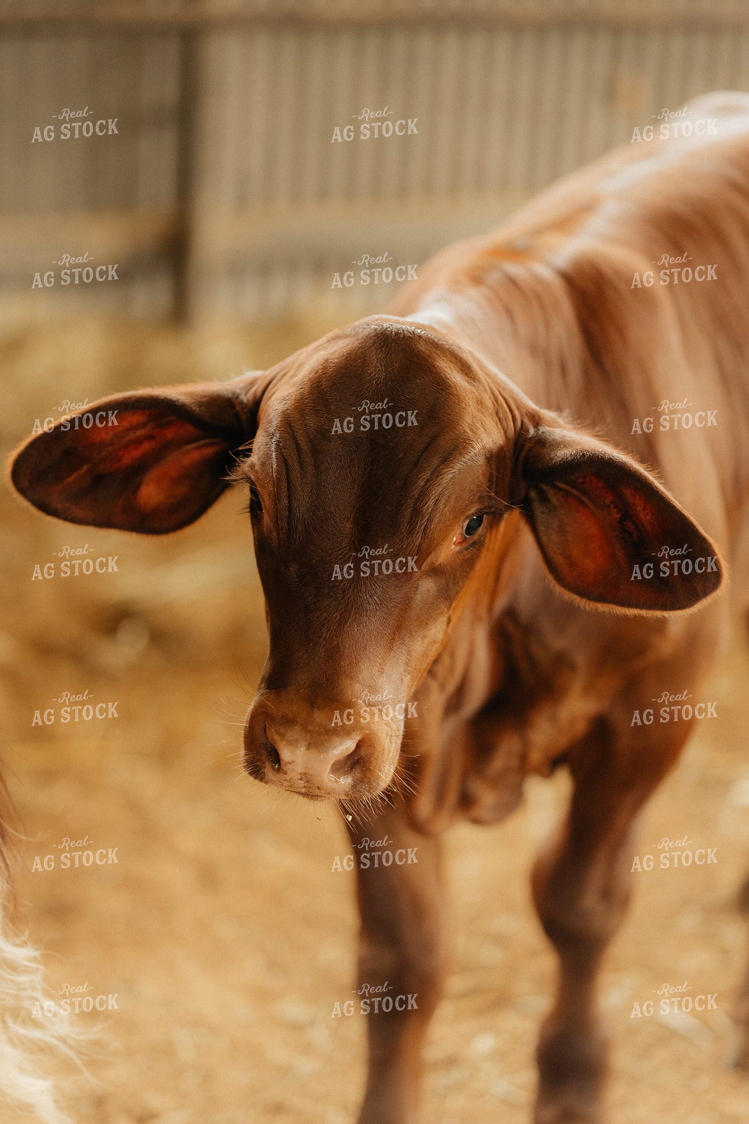 Cattle in Barn 125319