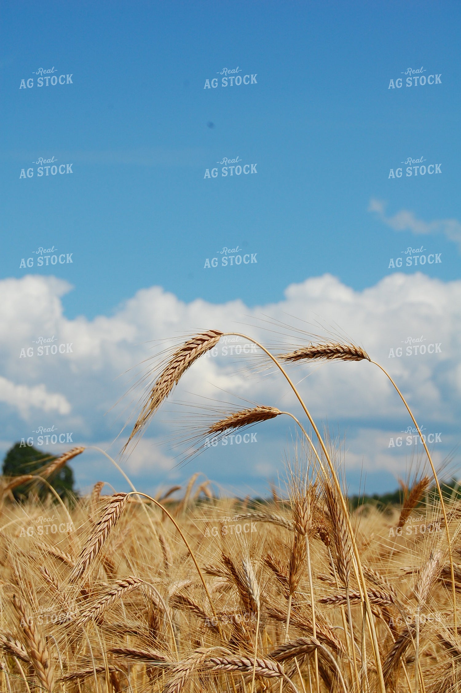 Dried Wheat 76011