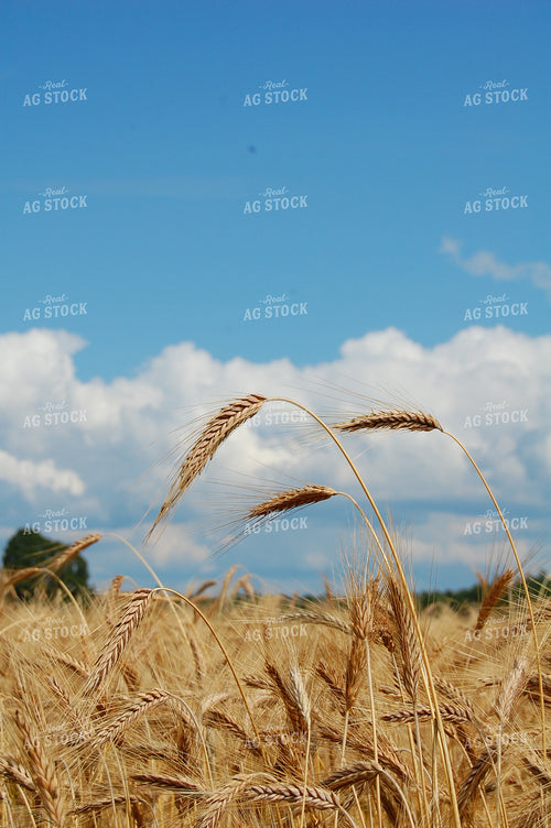 Dried Wheat 76011