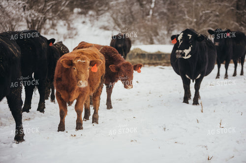 Angus Cattle in Snowy Pasture 3773
