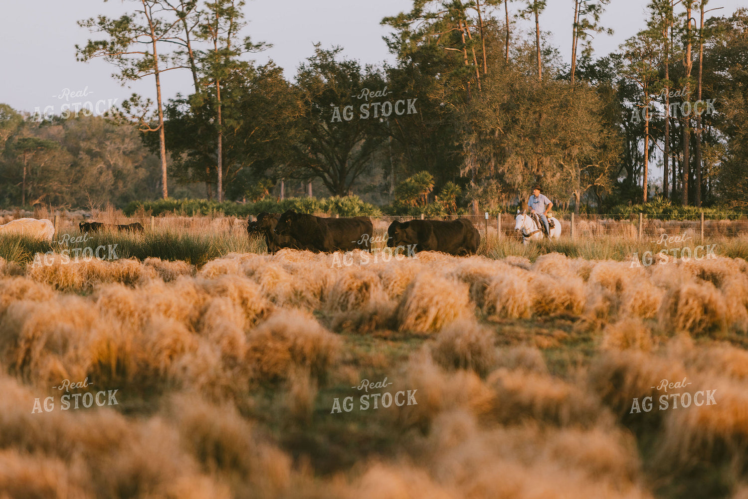 Florida Ranch 7278