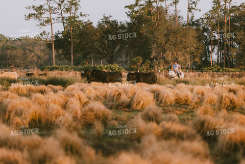 Florida Ranch 7278