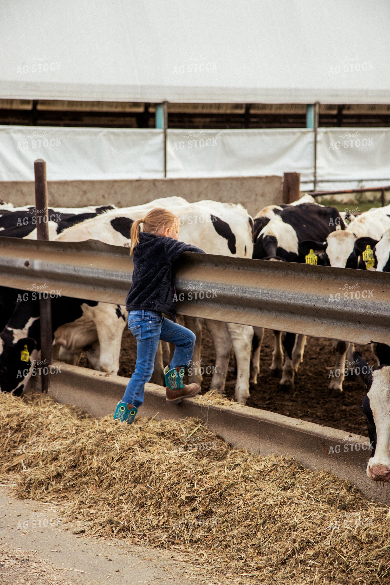 Farm Kid Checking Holstein Cattle 67399