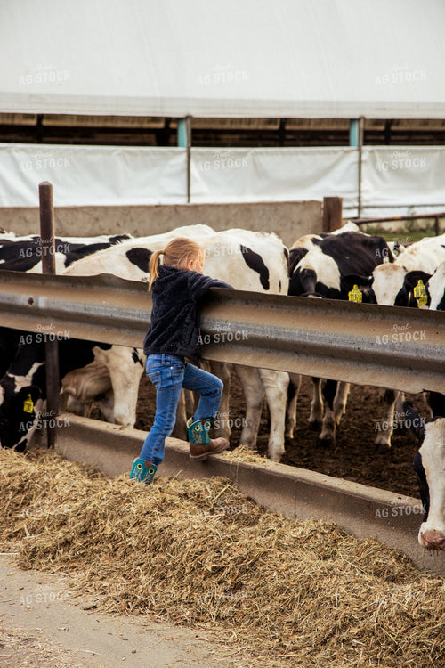 Farm Kid Checking Holstein Cattle 67399