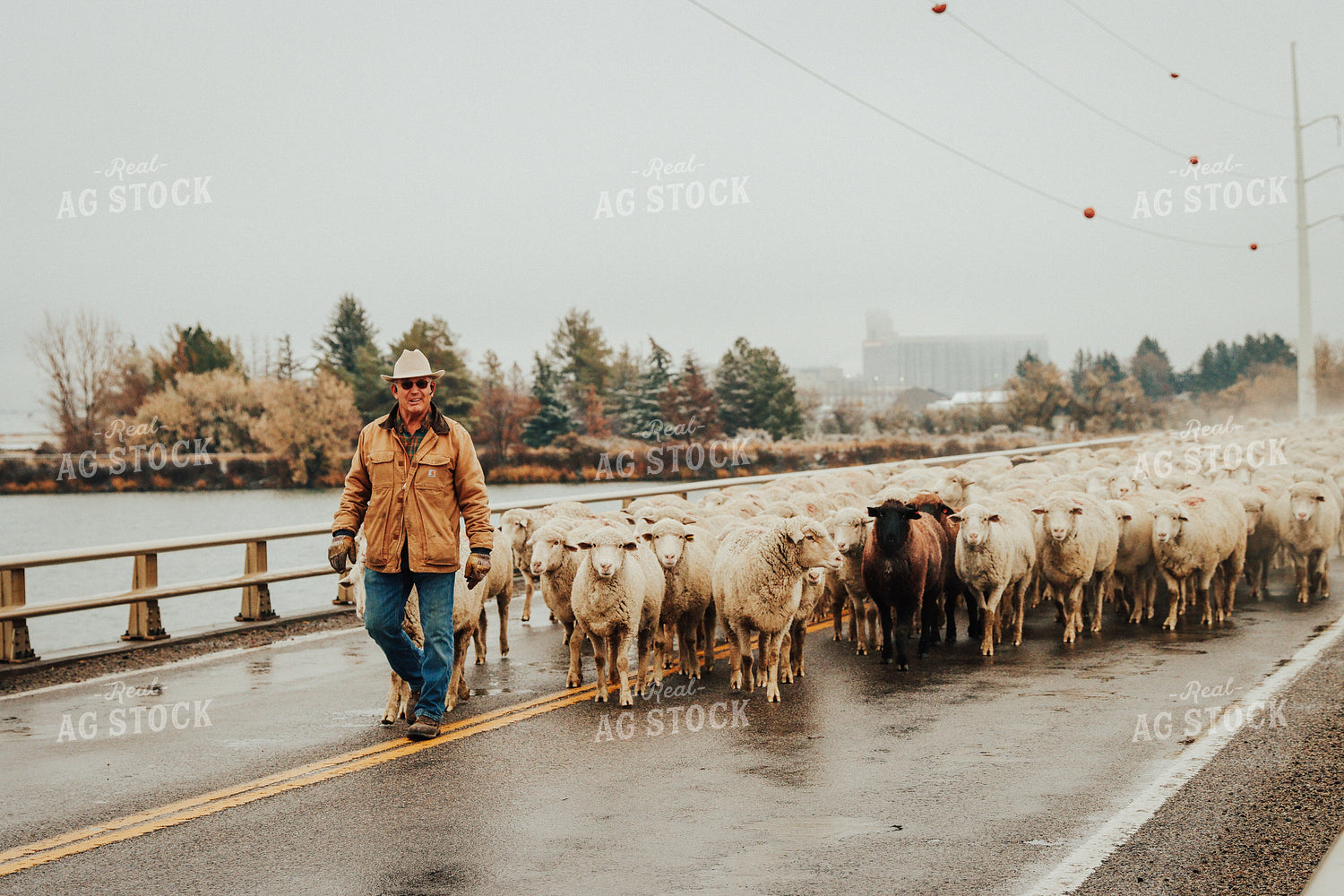 Sheep Farmer Helping Sheep Cross Road 83101