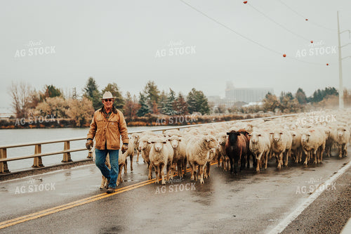 Sheep Farmer Helping Sheep Cross Road 83101