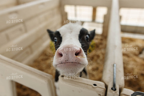 Holstein Calf 152774