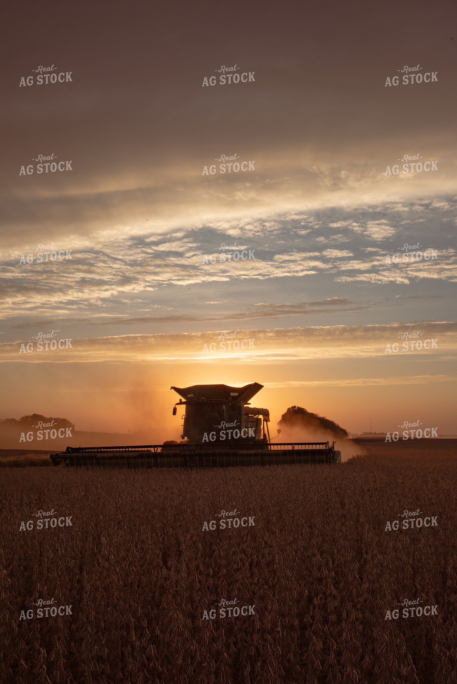 Combine Harvesting Soybeans at Sunset 76041