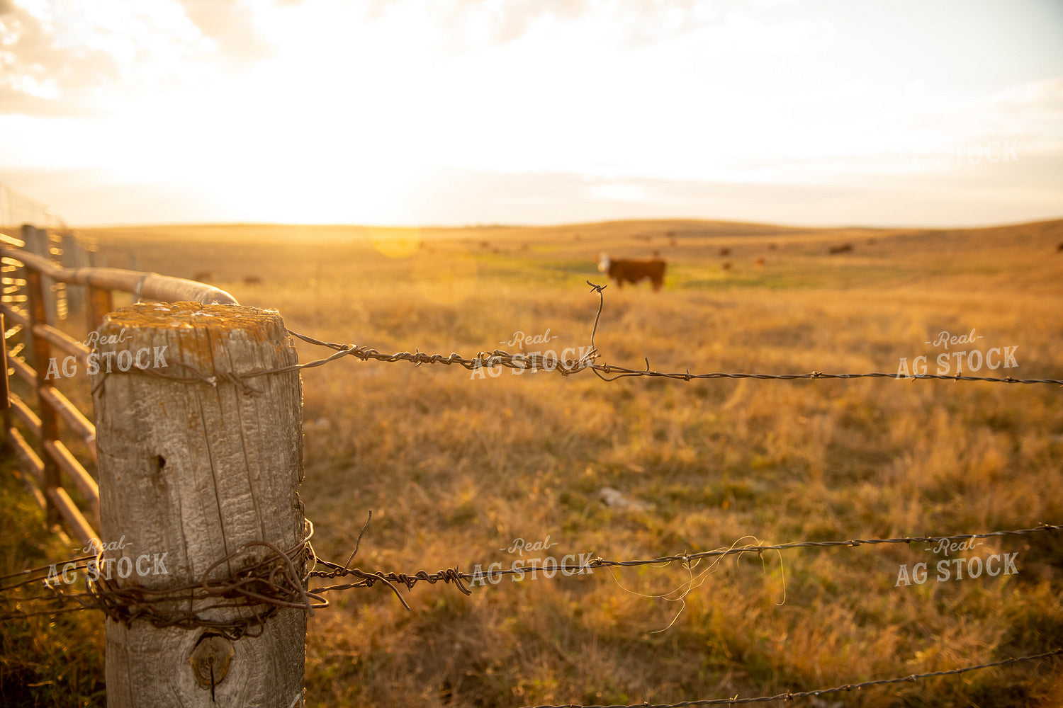 Barbed Wire 212028