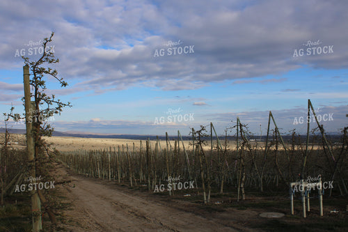 Road Through Apple Orchard on Trellis 198022