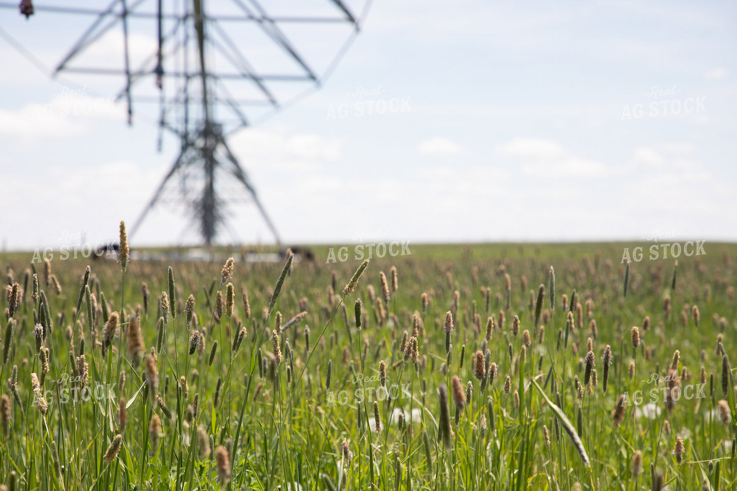 Irrigation on Grass Mix 117059