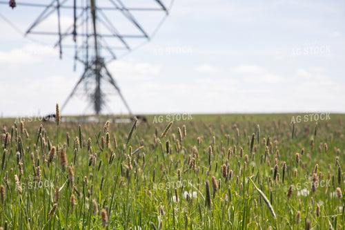 Irrigation on Grass Mix 117059