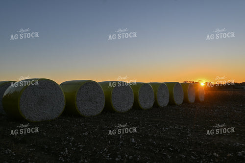 Cotton Harvest 149040