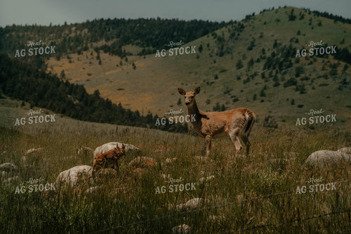 Antelope 58330