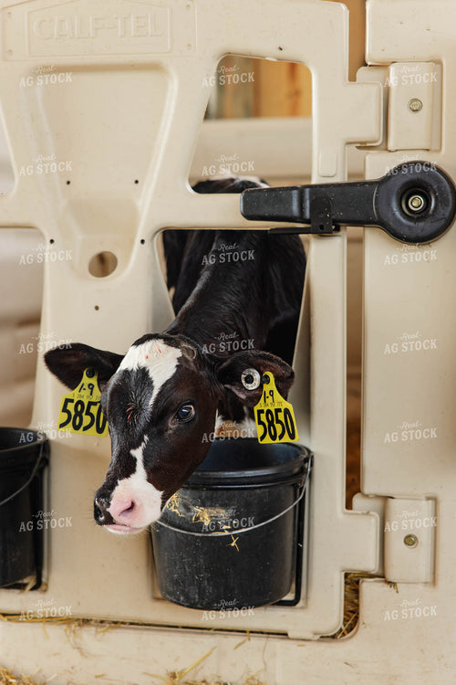 Holstein Calf 152626