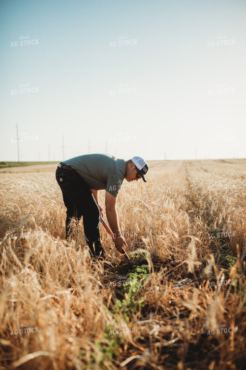 Agronomist Digging Up Soil in Soybean and Rye Cover Crop Field 5825