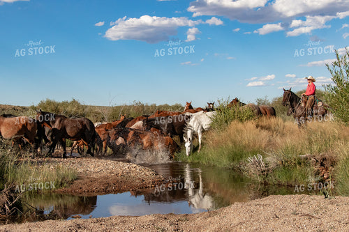 Herding Horses 188018