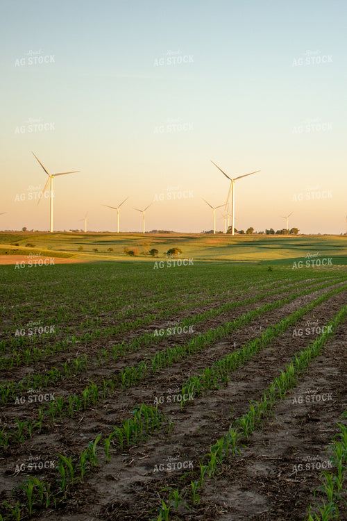 Corn Field with Windmills 67111