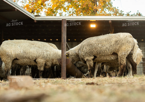 Sheep 264010