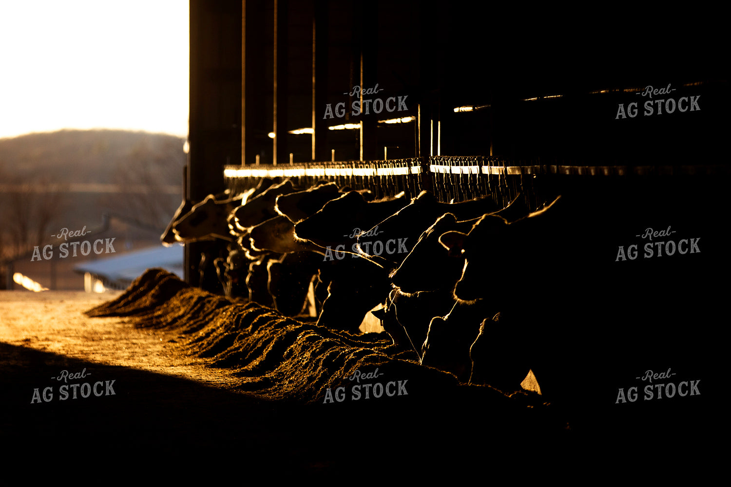 Dairy Cattle Eating in Barn 55235
