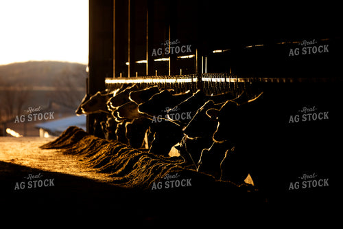 Dairy Cattle Eating in Barn 55235