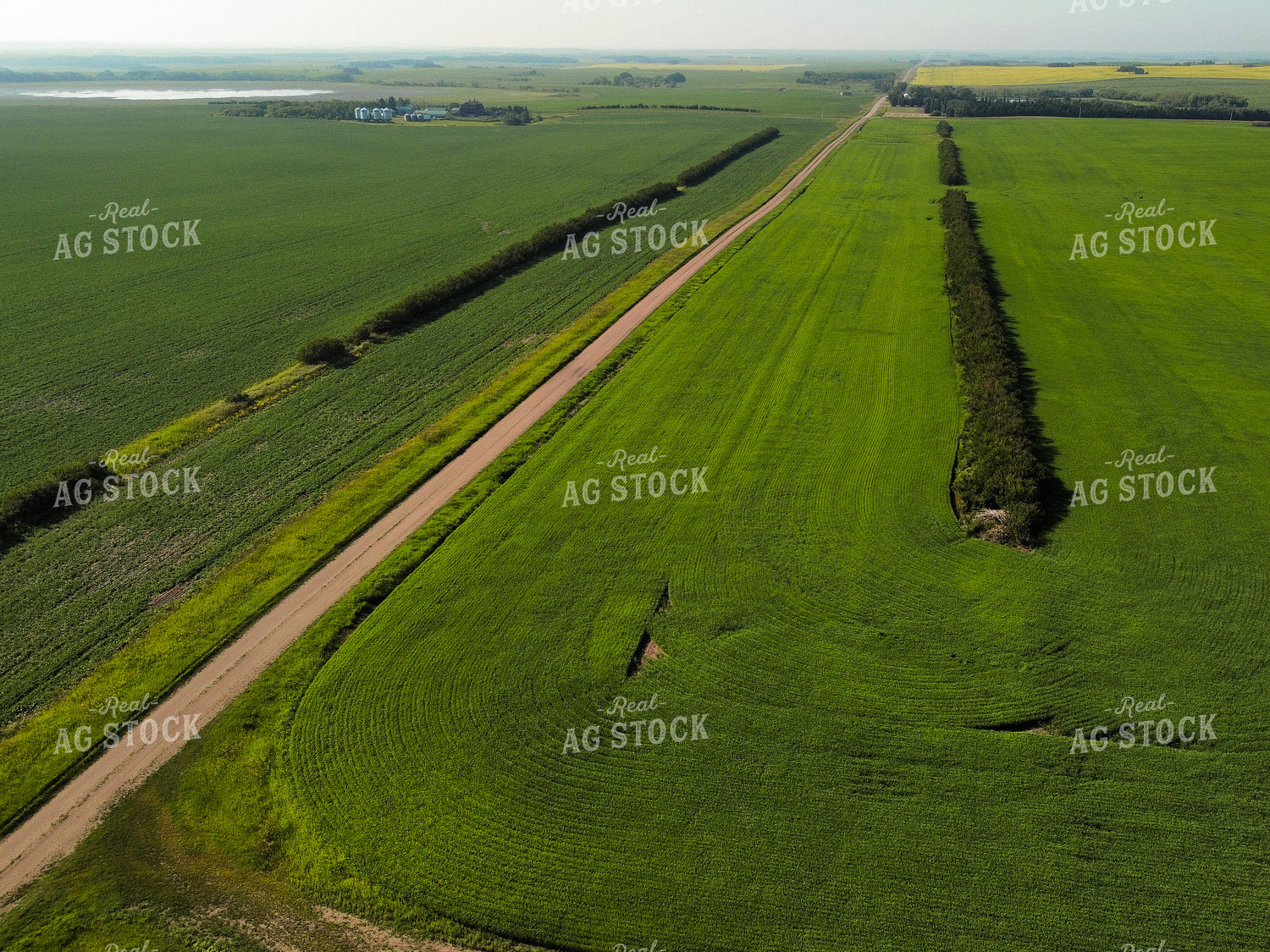 Aerial of Growing Crops 187061