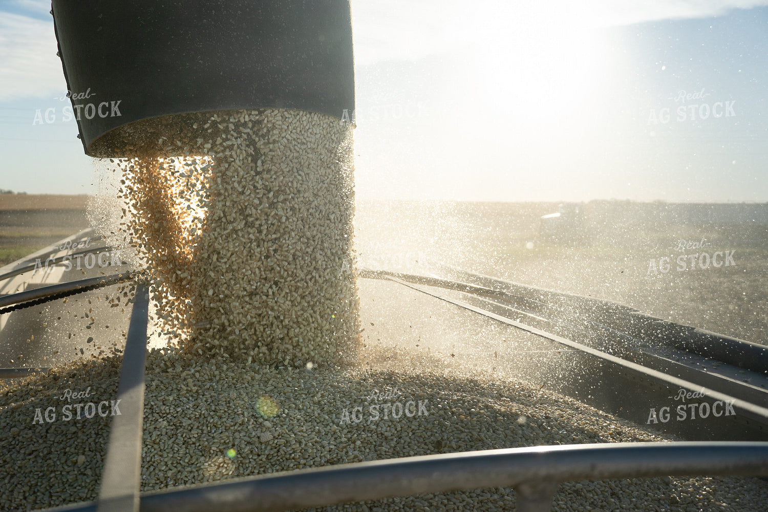 Unloading White Corn onto Semi 65536