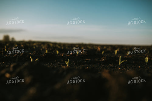 Stage V1 Corn in Dark, Wet Soil 4040