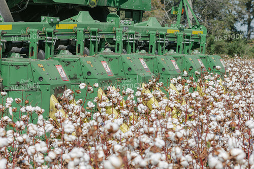 Cotton Harvest 291086
