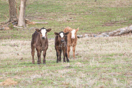 Calves on Pasture 158001
