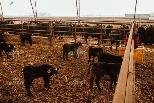 Cows & Calves 67655