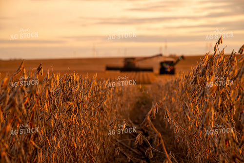 Dried Soybeans at Sunset About to be Harvested 25703