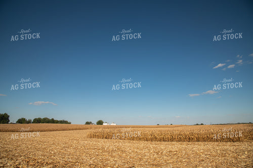 Dried Corn Waiting to be Harvested on a Sunny Day 25932
