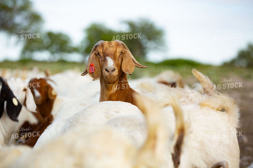 Goats 134021
