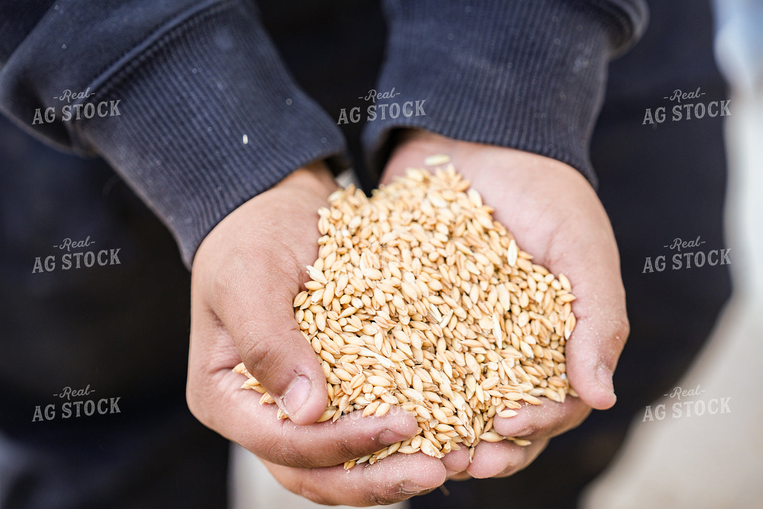 Hands Holding Barley 293026