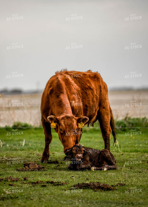 Cow Calf Pair 185113