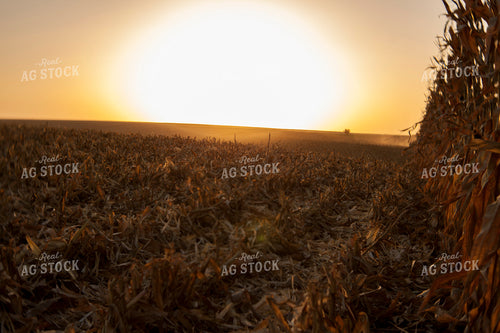 Corn - Dry 1348