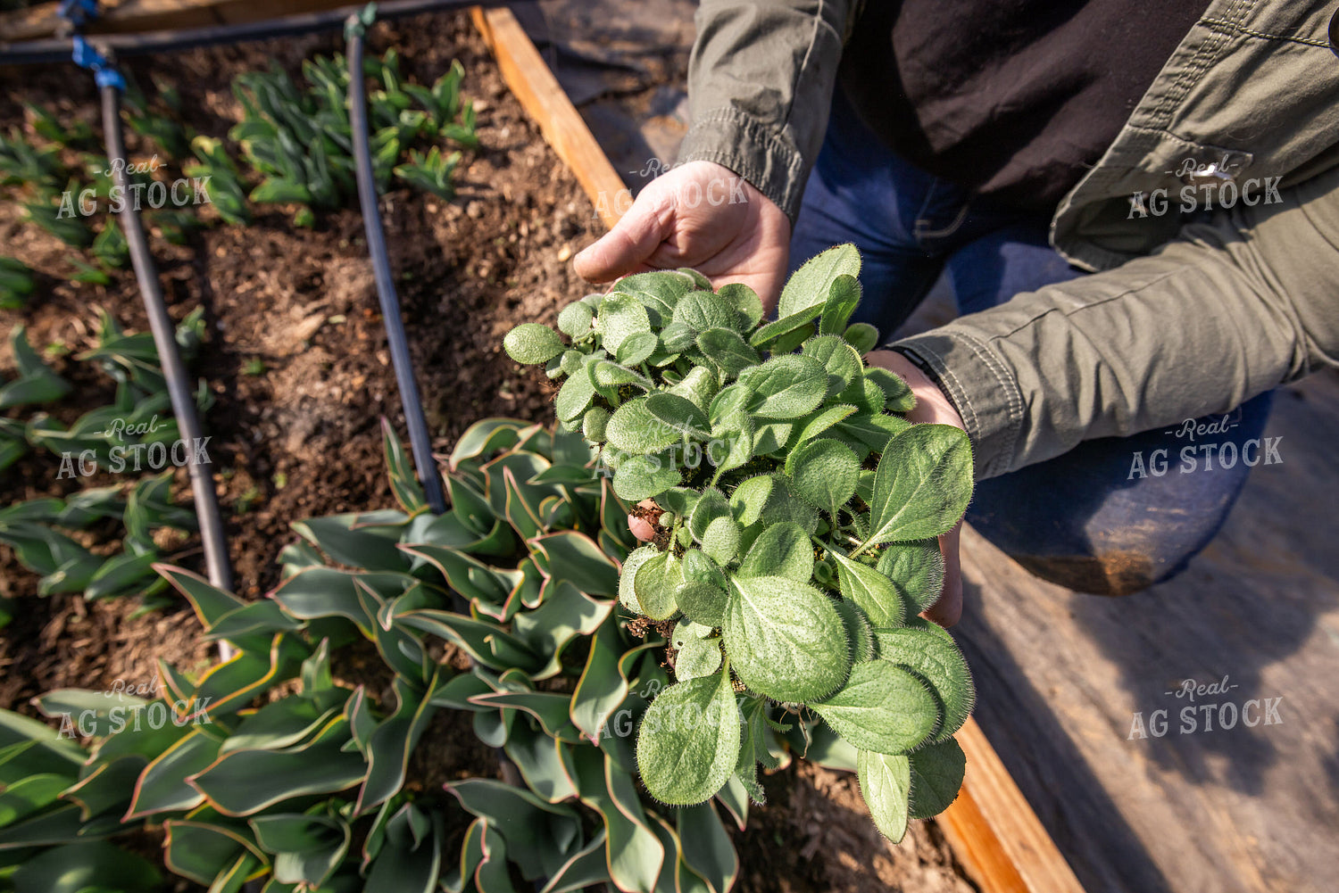 Irrigated Flower Farm Bed 270441