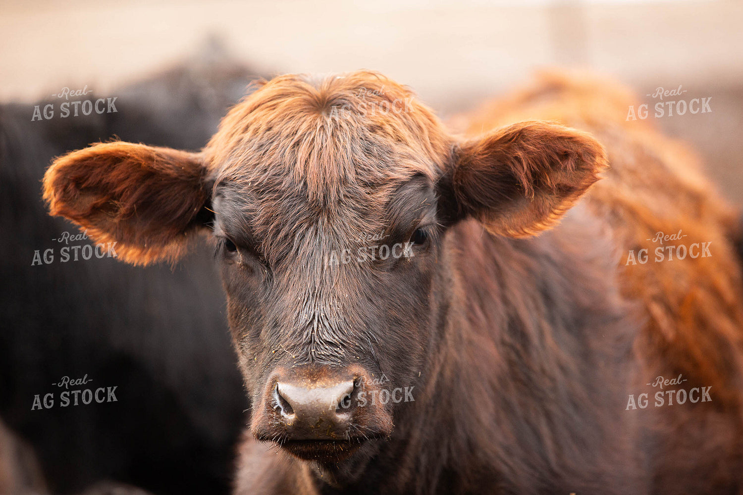Cattle Close Up 303007