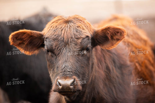Cattle Close Up 303007