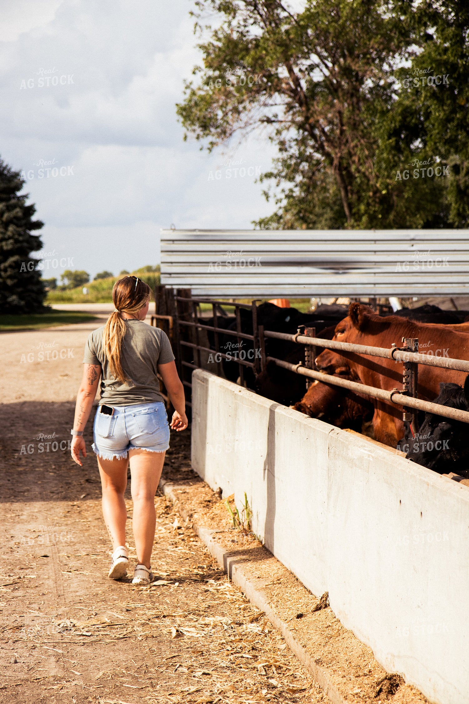 Farmer Walking Along Cattle Pen 67449