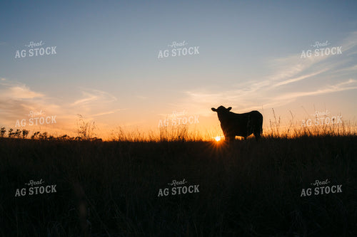Cattle on Pasture 285013