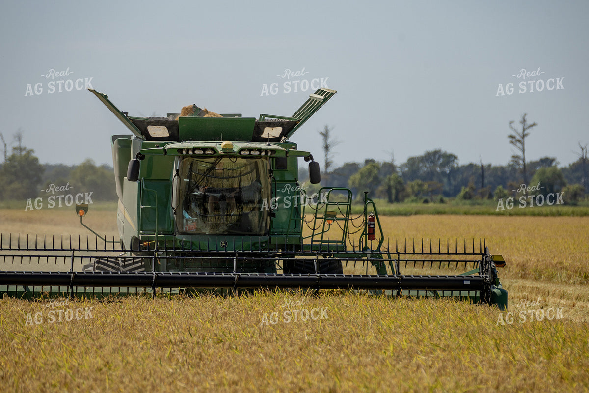 Rice Harvest 291108