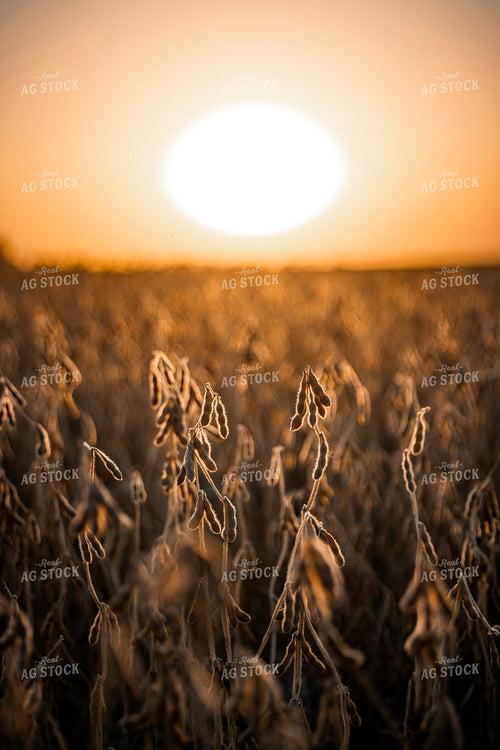 Dried Soybeans in Sunset 250040